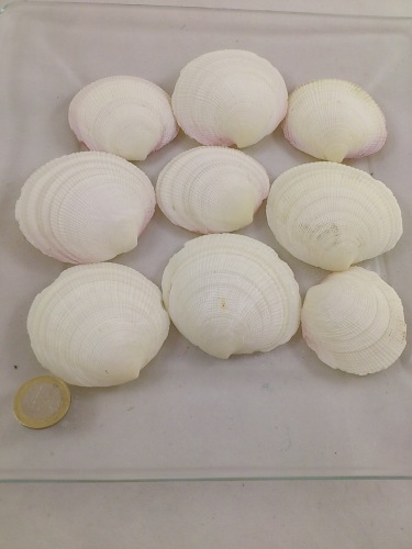 Codakia Tigerina 1 kg